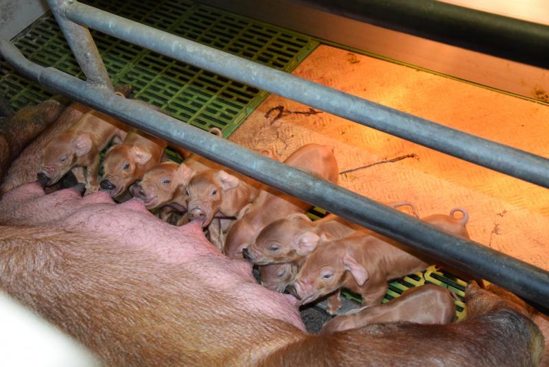 De chocoladebruine biggen zijn een heerlijk zicht.