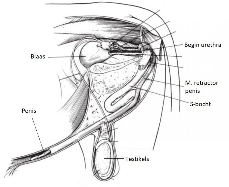 Anatomische afbeelding