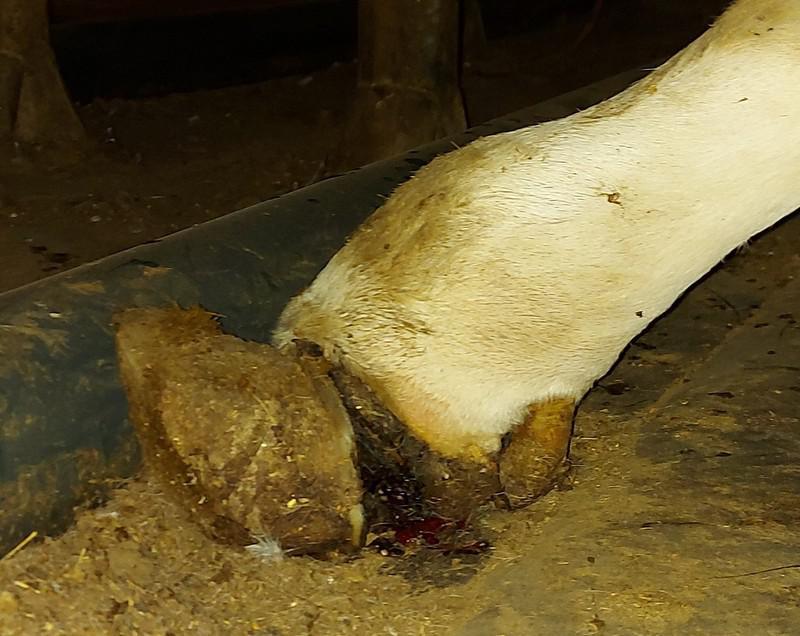 Spontaan loskomen van de klauwschoen.