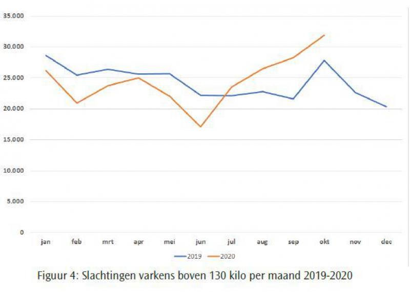 Figuur 4 Slachtingen varkens boven 130 kilo per maand 2019-2020