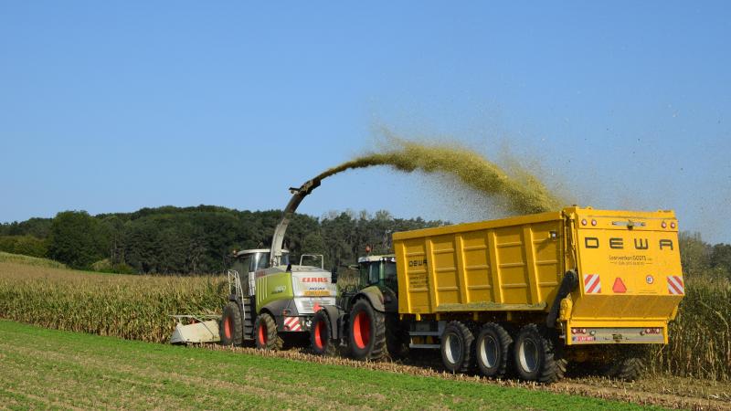 Late rassen worden vooral gekozen omwille van hun hoge productiecapaciteit, maar het verschil met de vroege rassen wordt kleiner.