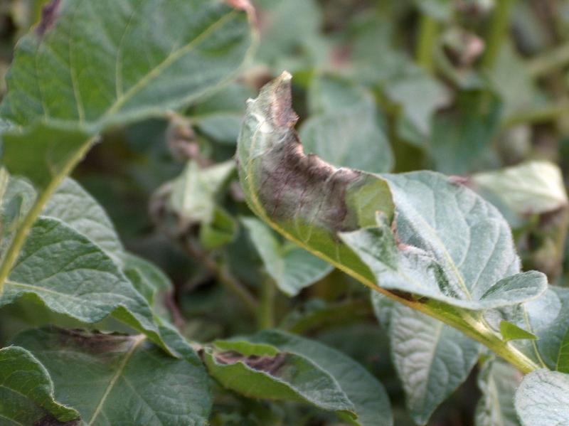 Het gebrek aan gewasbescherming bij de aardappelziekte zorgde er tijdens de Ierse Hongersnood (‘the Irish Famine’)voor dat van de 10 miljoen inwoners er 1 miljoen stierven en er 2 miljoen het land uittrokken.