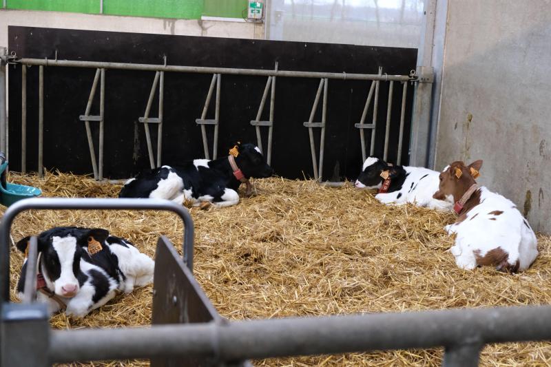 Onderzoekster Els Stevens bestudeert hoe de jongveeopfok geoptimaliseerd kan worden.
