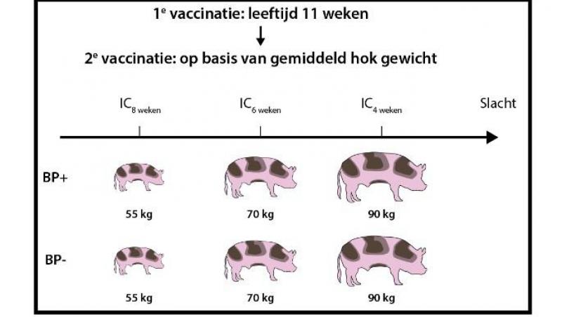 Overzicht van de proefopzet