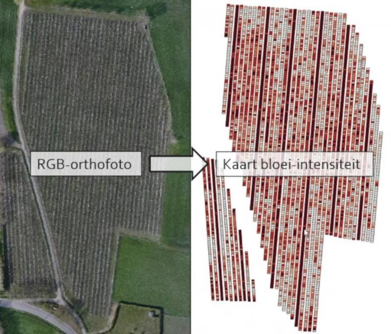 Op de orthofoto ziet u de bloei-intensiteit van een perenboomgaard. Rood = weinig bloei, wit = veel bloei