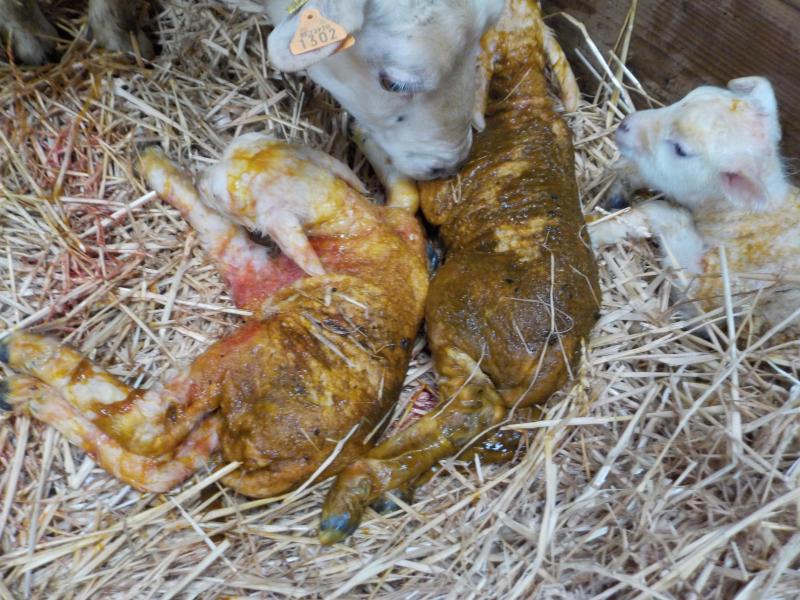 Zorg ervoor dat de ooien gezond en wel de werpdatum bereiken en dat de lammeren die geboren worden de eerste weken levend doorkomen.