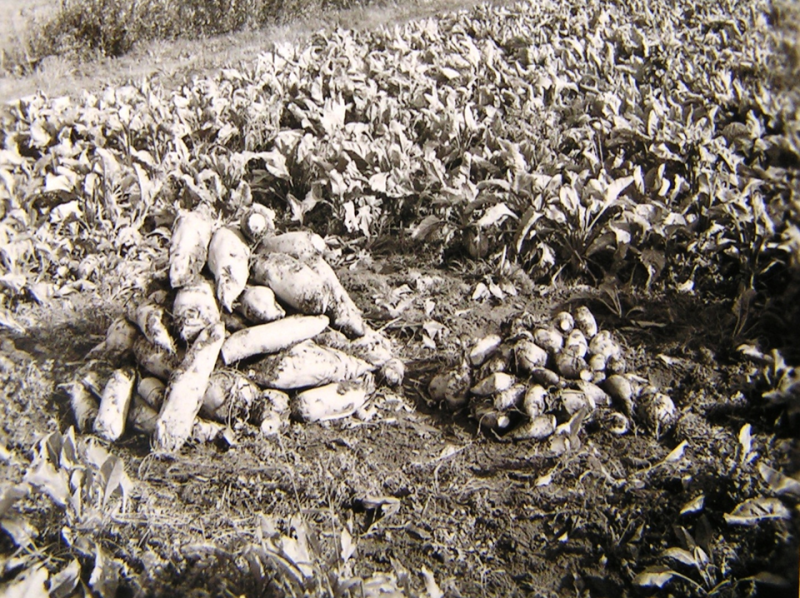 Demonstratie van het verschil in opbrengst van voederbieten bij optimale pH (links) en bij een te lage pH (zuur perceel) op een bekalkingsproef in 1952.