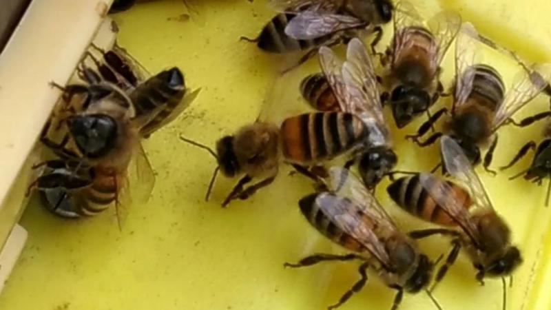 Het praktijkcentrum helpt imkers om landbouwers vinden waar ze hun kasten kunnen plaatsen in de periodes van de bestuiving.