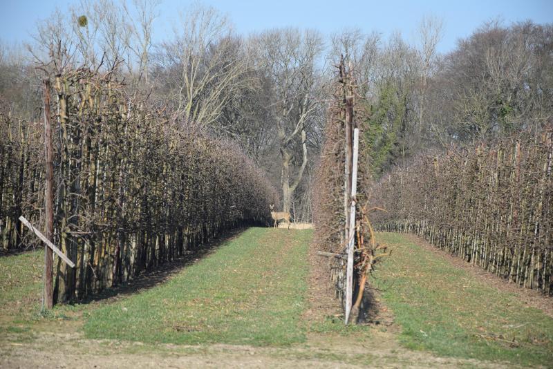 In de fruitplantage wordt dagelijks een kudde reeën gezien.