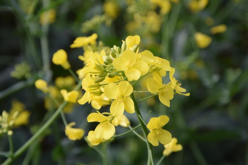 Naast de fruitbloesems en de kleurrijke bloemennranden, zorgt ook het koolzaad voor een prachtig zicht.