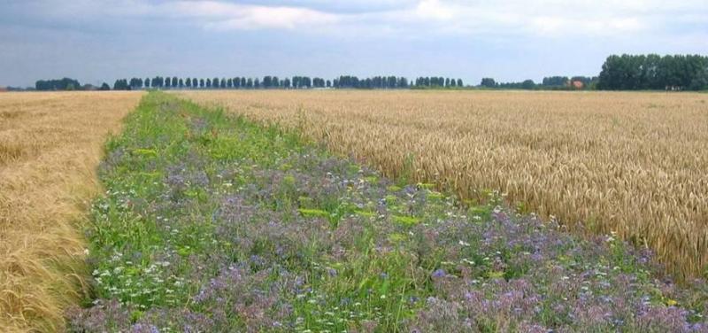 Ook FABulous Farmers wijdt verschillende projecten aan akkerranden.