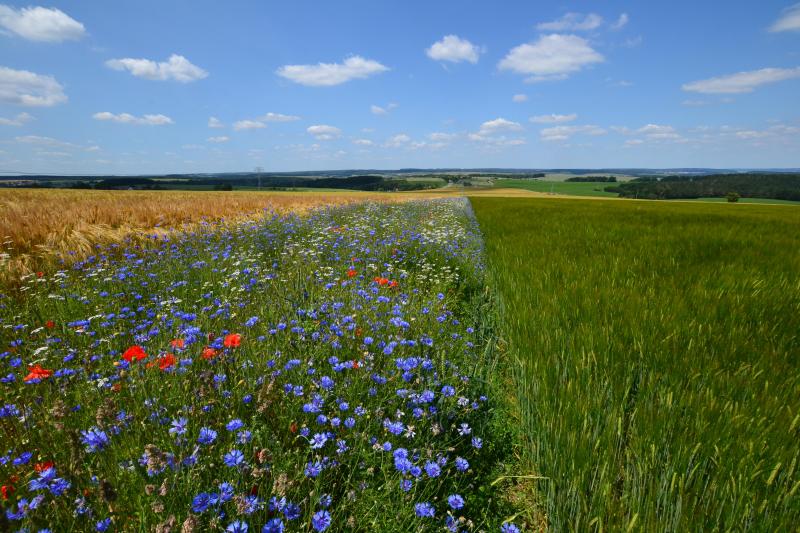 Een boer is zich beter bewust van de soorten in de bloemenrand.