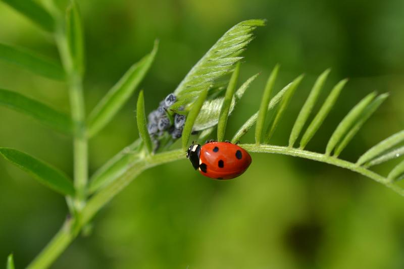 De keuze van de planten bepaalt welke insectengroepen je stimuleert.