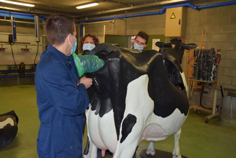 Met de plastic-rubberen Holstein-koe kunnen de studenten een kalving oefenen, net als kunstmatige inseminatie en drachtcontrole.