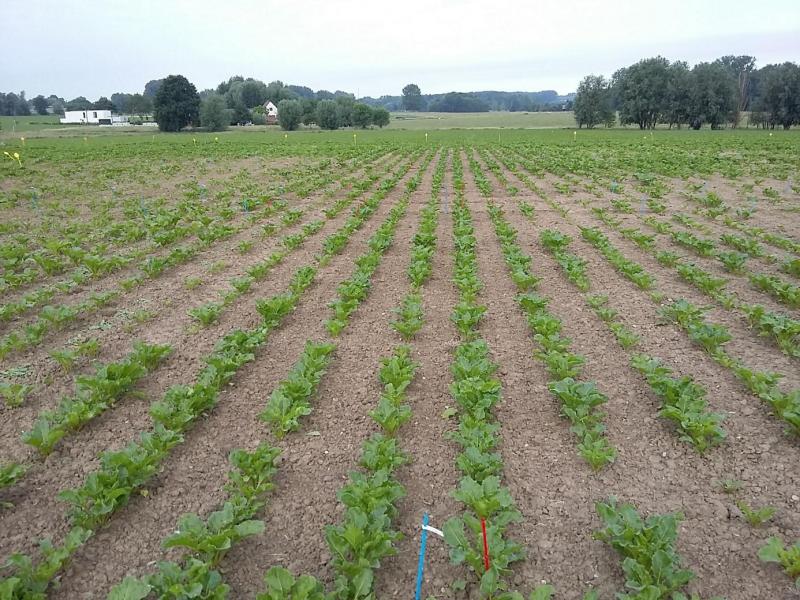 Voederbieten na gescheurd grasland controleerden het nitraatresidu in 2020