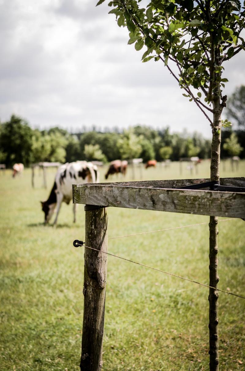 Jonge bomen op de weide moeten bescherm worden.