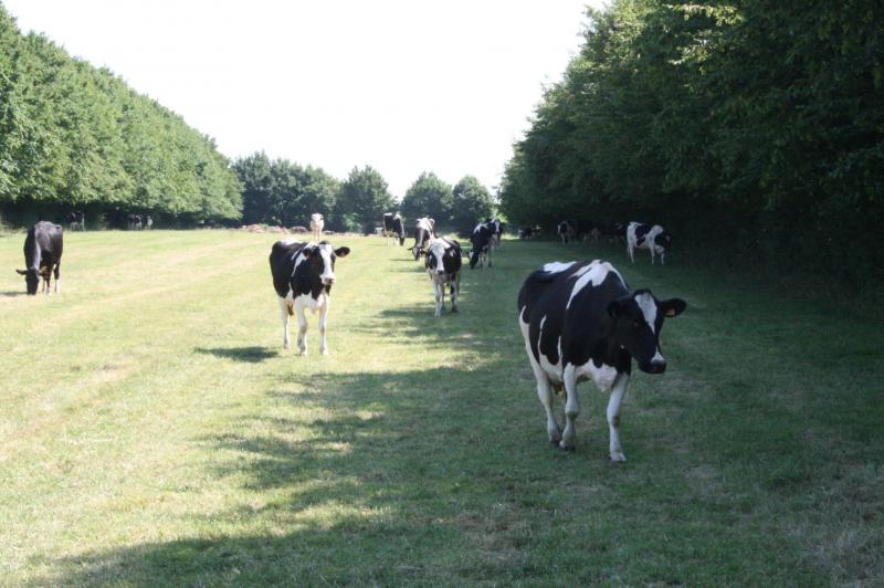 Een goed georiënteerde bomenrij levert veel schaduw voor het vee.