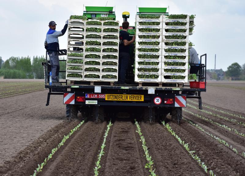 De Agriplanter plant onder meer bloem- en spruitkolen in 4 rijen.