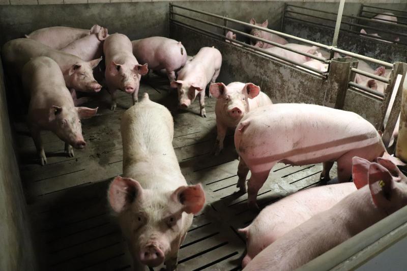 Nu liggen hier nog vleesvarkens in de afdelingen. De stopdatum lag eerst op 25 februari, maar verschoof vanwege de slechte afzet van de biggen naar 15 juli.