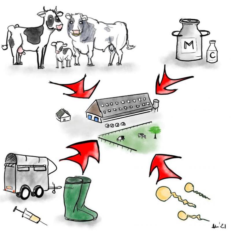 Wees op je hoede voor aankoop van dieren of contact met bedrijfsvreemde dieren,  niet-behandelde melk of colostrum van een ander bedrijf, passieve overdracht  via bedrijfsbezoekers, laarzen of kledij en gedeeld materiaal en KI-sperma.