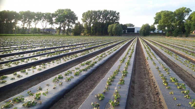 De slips worden in 2 rijen in brede verhoogde bedden van 90 cm geplant. De teelt gebeurt onder biologisch afbreekbare plastic. In de bedden zit druppelirrigatie.