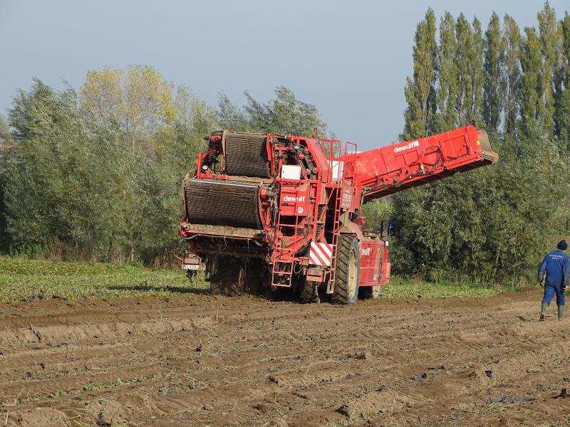 De oogst van bataat voor de industrie gebeurt met een aangepaste aardappelrooier.