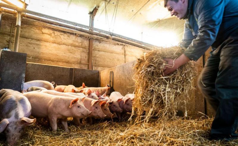 Guillaume Surlémont is een van de varkenshouders die voor het label ‘Le Cochon bien-être’ produceert. Hij heeft een extensief bedrijf met varkens op stro.