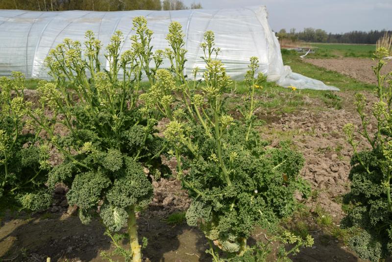 Volgens Koen zijn koolscheuten het meest ondergewaardeerde product in de land- en tuinbouw.