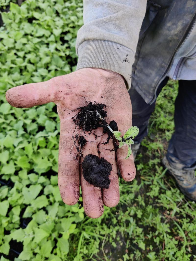 Een belangrijk voordeel aan de serre is dat je door te planten in potjes ziet welke knollen kiemen en geplant kunnen worden.