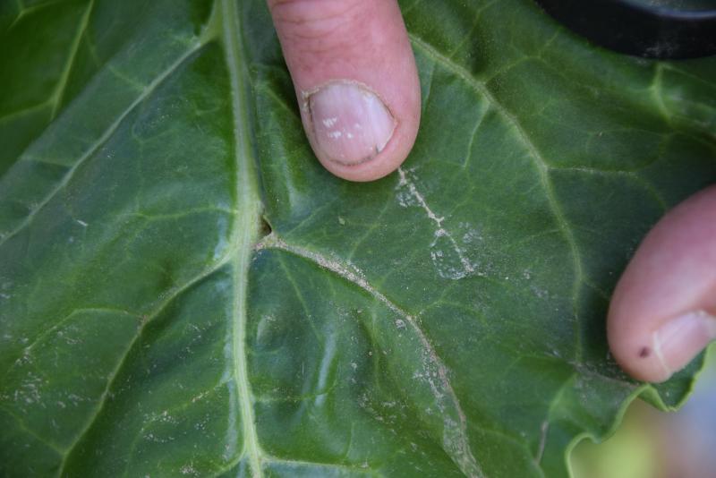 Onderaan de vingertop is er een groene,  ongevleugelde bladluis.