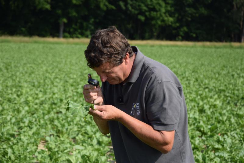 Controleer  zorgvuldig de bietenbladeren op aanwezigheid van insecten alvorens te behandelen.