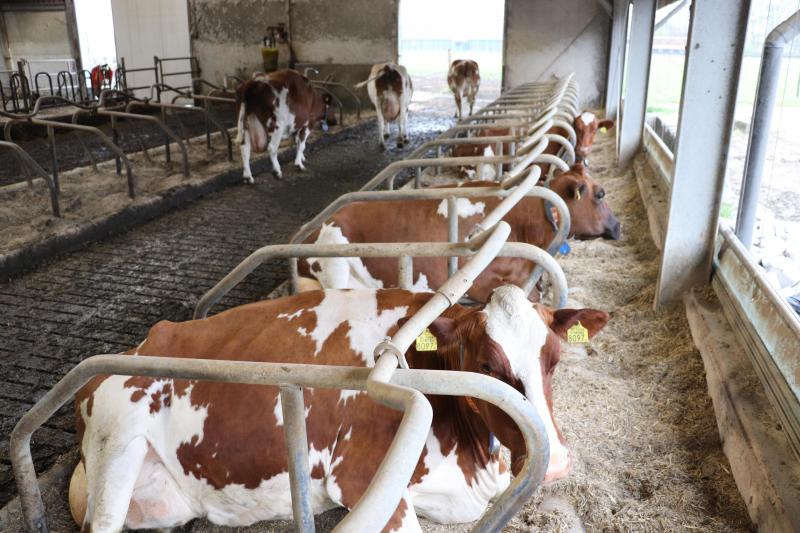 Wat het melkvee betreft, ligt het rollend jaargemiddelde op 8.500 kg/melk per koe met 4,8 vet en 3,8 eiwit.