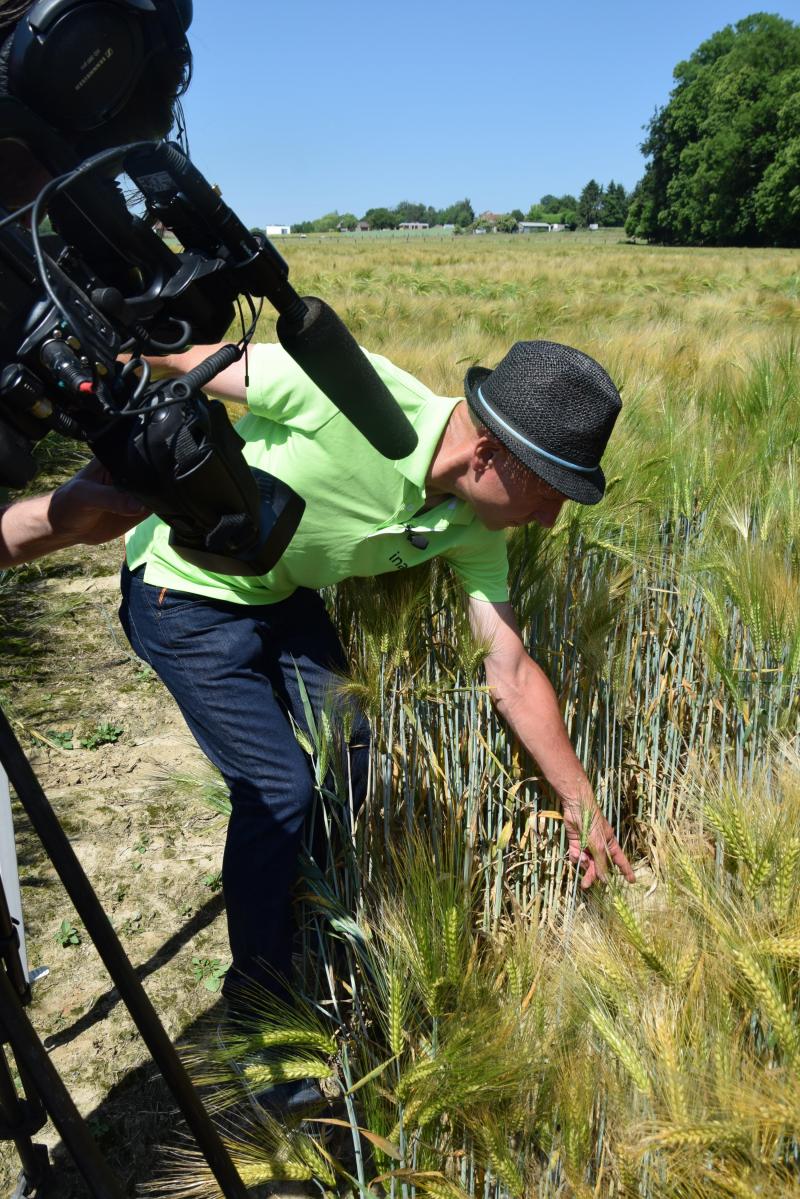 Bij het familiebedrijf Lemaire Taelemans liggen wel wat proeven aan. Zowel in tarwe als in gerst doen onderzoekers rassenproeven en fungicideproeven.