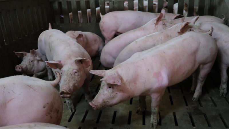 Onder loonkweek verzorgt het koppel nog mestvarkens.