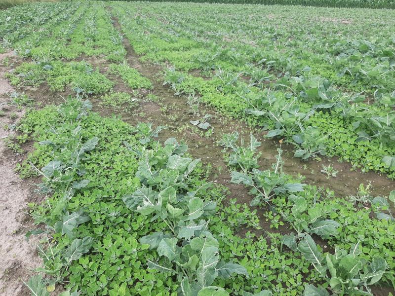 Schaven en ophogen in spruiten werd uitgesteld door de regen,  met een enorme onkruid- ontwikkeling.