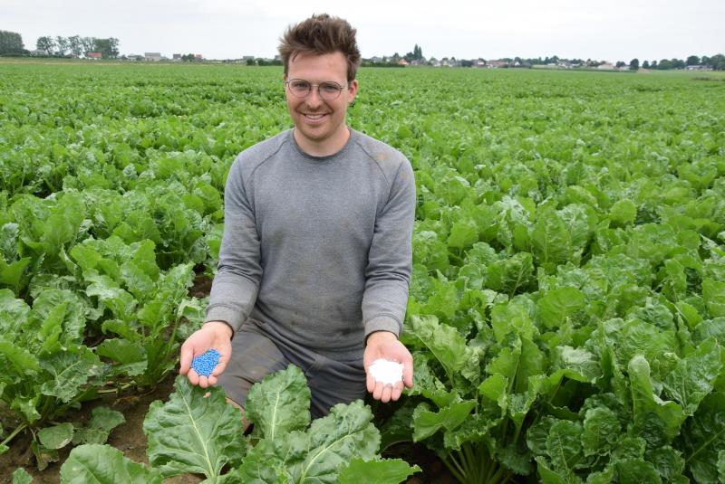 Telers zijn de schakel tussen zaad en suiker. Suikerbieten zitten al jaar en dag in het teeltplan van de familie Avermaete. Philippe:  Ondanks de late zaai, staan de bieten er momnteel goed bij.