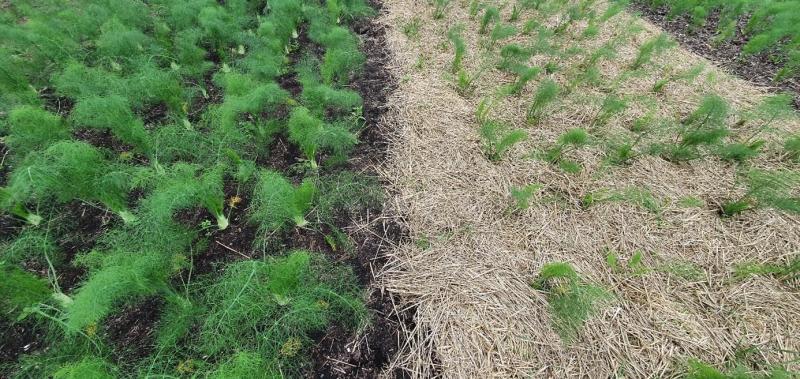 Bij de mulch-proef werden zowel compost (links) als stro (rechts)  uitgestest.