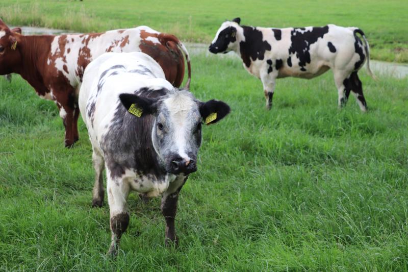 Vader en zoon Spronk wijzen op de 3 blauw/zwartbonte kalveren in de weide. “Dat zijn dus nakomelingen van de bekende Belgische witblauwe stier General 1920 de l’Ecluse, een Belgische topper.”