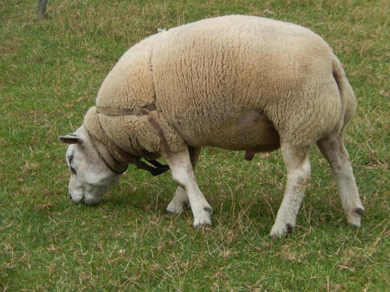 Als men een ram meer dat 3 jaar bijhoudt, kan dat problemen geven naar inteelt toe.