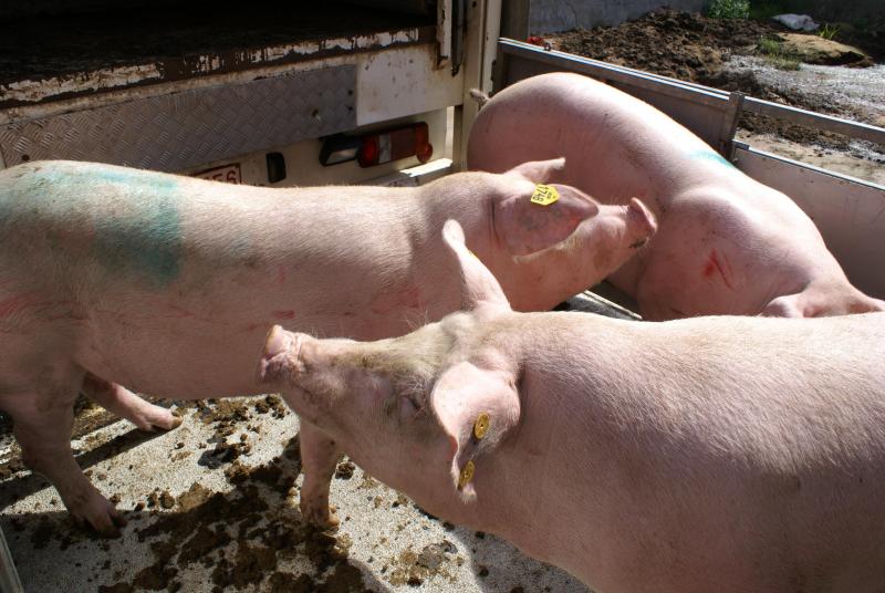 Let op de PRRS-status van aangekochte gelten.