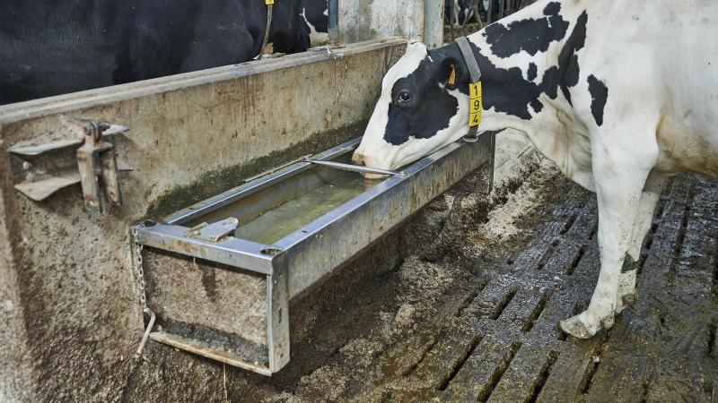 Drinkwater is ook bij niet-lacterende dieren een zeer belangrijk aandachtspunt.