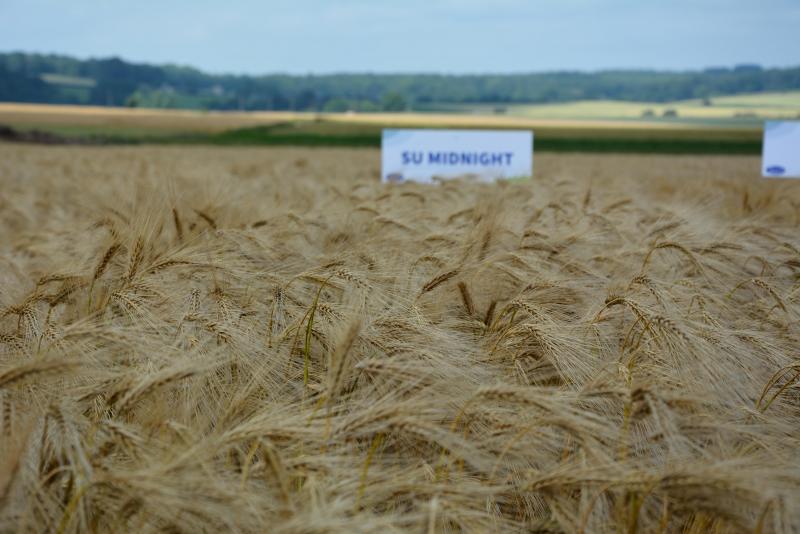 Wintergerst SU Midnight wordt gecommercialiseerd voor de uitzaai 2021.