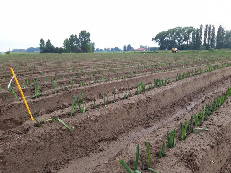 De grootste stikstofopname bij prei treedt op in de tweede helft van de teelt, ongeveer 8 weken na het planten.