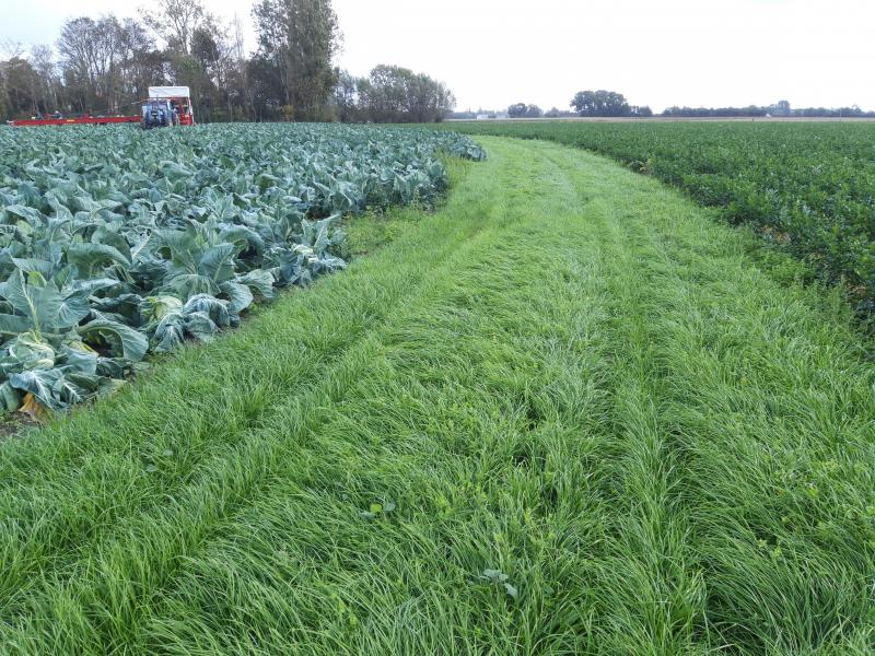 Oogstgang ingezaaid met gras.