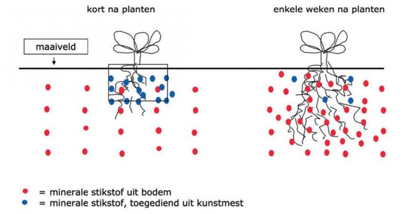 Figuur 2: Bandbemesting (blauwe bolletjes) zorgt voor een grote stikstofconcentratie op de plaats waar de beginnende wortels het nodig hebben.