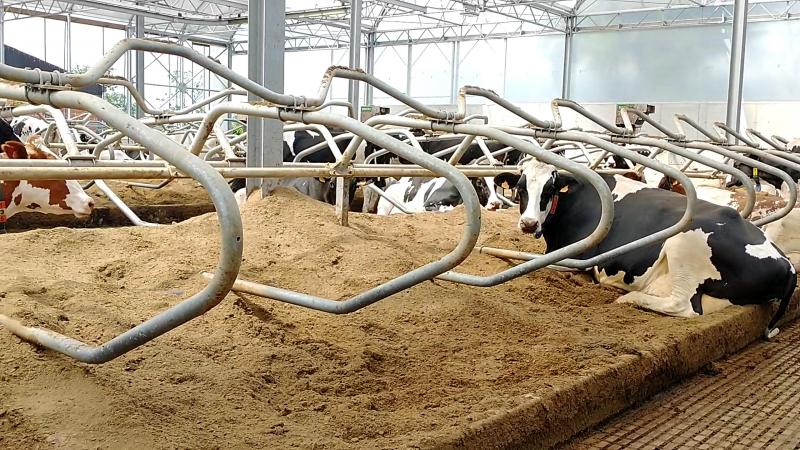 De dikke fractie wordt gebruikt in de ligboxen.