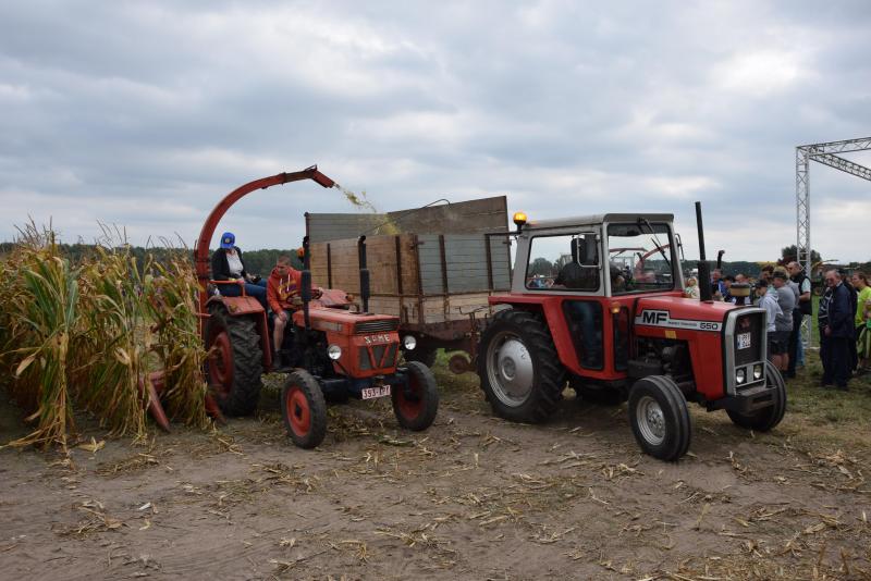 Andy voert hier gehakselde maïs af met zijn MF 550 en Record silagewagen.