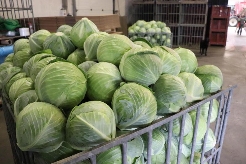 Het product waar het allemaal mee begon: wittekool. Patrick van Benschop begon met de teelt van dit gewas omdat dat in de regio Waarland de meest gangbare teelt is.