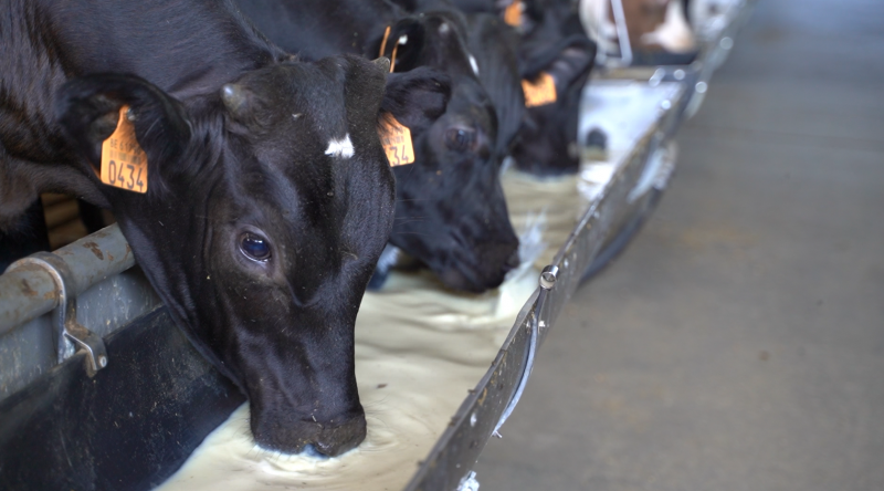 De melk en het voeder worden automatisch tot bij de kalveren gebracht.