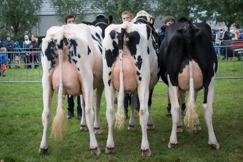 Beste bedrijfslot Zwartbont. Eig: Tom Van de Vyver, Melsele